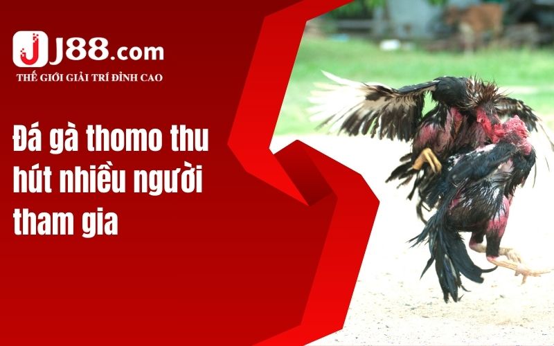 Đá gà thomo thu hút nhiều người tham gia