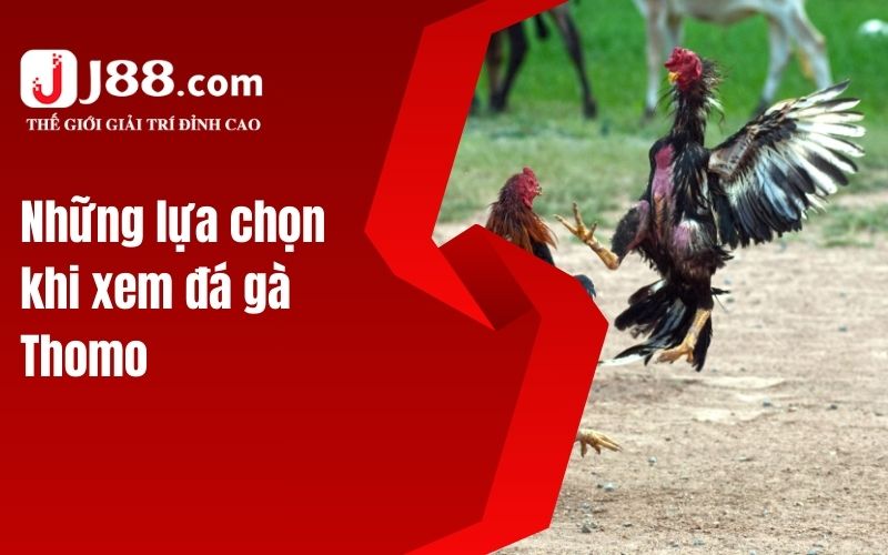 Những lựa chọn khi xem đá gà Thomo