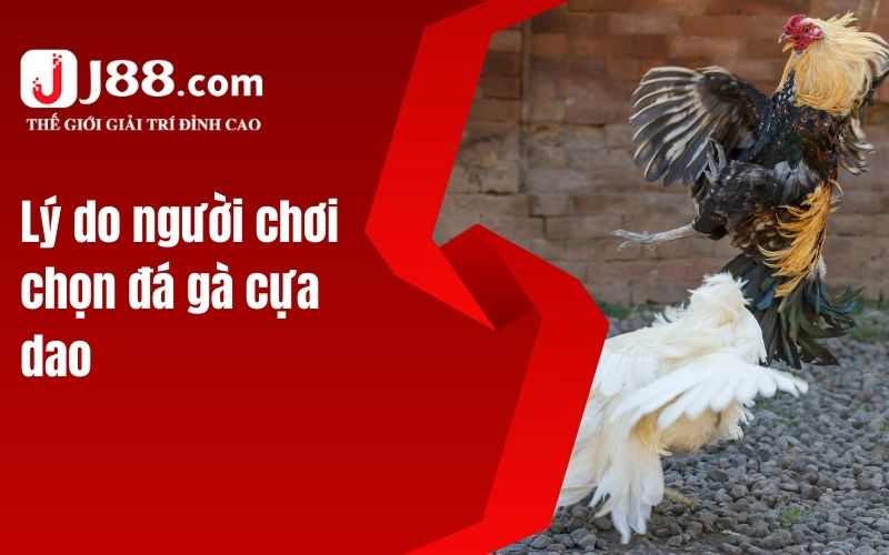 Lý do người chơi chọn đá gà cựa dao