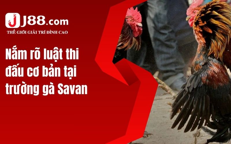 Nắm rõ luật thi đấu cơ bản tại trường gà Savan