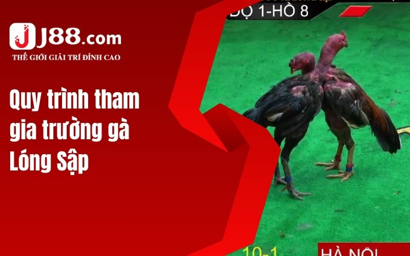 Quy trình tham gia trường gà Lóng Sập