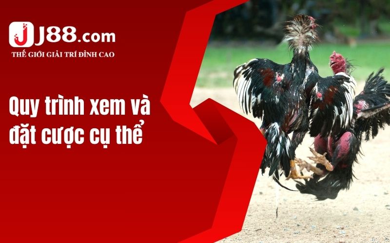 Quy trình xem và đặt cược cụ thể